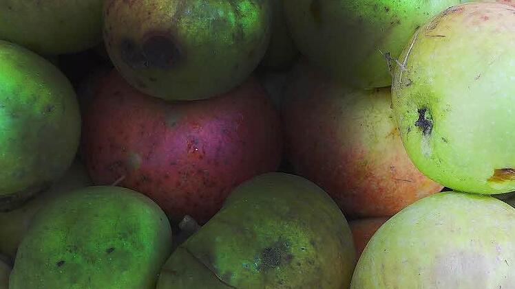 Insgesamt 21 Zentner Äpfel ergaben 735 Liter Eberner Apfelsaft. Foto: Johanna Eckert