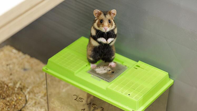 Feldhamster-Nachzucht