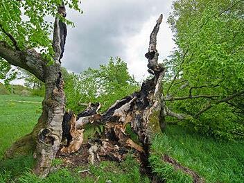 Das Naturdenkmal oberhalb von Mitgenfeld ist mehrere hundert Jahre alt. Fotos: Jürgen Hüfner