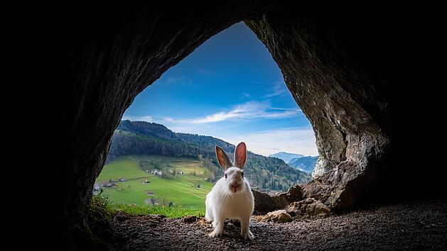 blick von unten, gruseliger weißer hase vor dem Eingang einer Höhle, Hintergrund: idyllische Landschaft in der Fränkischen Schweiz