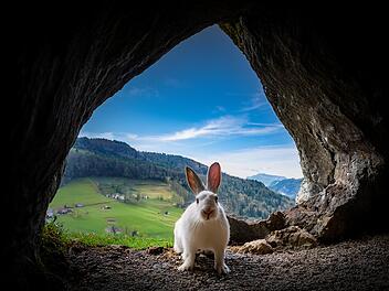 blick von unten, gruseliger weißer hase vor dem Eingang einer Höhle, Hintergrund: idyllische Landschaft in der Fränkischen Schweiz