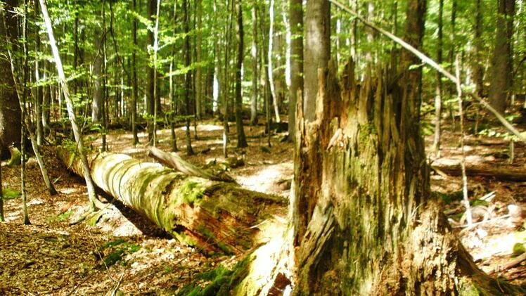 Eindrücke von der Informationsfahrt in den Bayerischen Wald. Foto: Friedwald Schedel