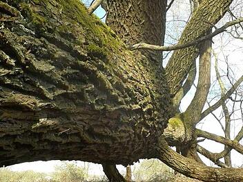 Eine Baum wie ein Drache  Foto: Erika Schneider