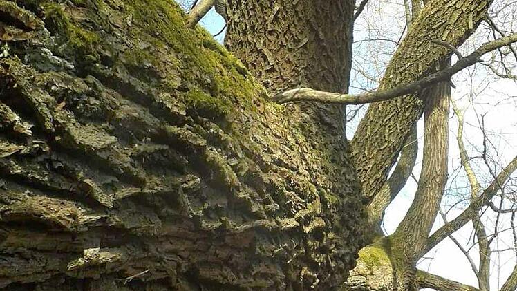 Eine Baum wie ein Drache  Foto: Erika Schneider