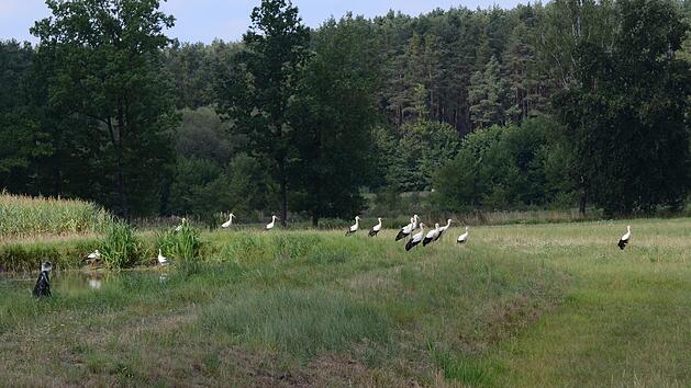 Ein Weiher und saftiges Gras drumherum - das lockt die Jungst&ouml;rche gerade in der derzeitigen Trockenzeit f&uuml;r ihre Futtersuche an. Nahe Sauerheim haben sich ann&auml;hernd 30 Tiere versammelt.  Fotos: Heinz Czellnik