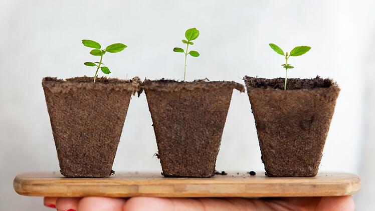 Pflanzen, Garten, Anzucht, Tipps, Tricks, Vorziehen