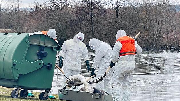 Vogelgrippe Michelau