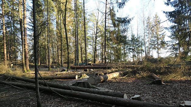 Erst wütete der Borkenkäfer, und dann fegten auch noch heftige Stürme durch den Wald. Unser Archivfoto zeigt einen Teil der vier Hektar großen Fläche nahe der Sennigshöhe, die dem Thüringerwald-Verein gehört.
