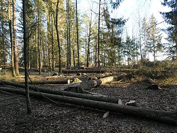 Erst wütete der Borkenkäfer, und dann fegten auch noch heftige Stürme durch den Wald. Unser Archivfoto zeigt einen Teil der vier Hektar großen Fläche nahe der Sennigshöhe, die dem Thüringerwald-Verein gehört.
