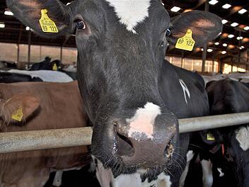 Kräftig Milch gaben die Kühe bei den drei ausgezeichneten Betrieben aus Aschach, Hammelburg und Oberbach. Foto: Gerd Schaar