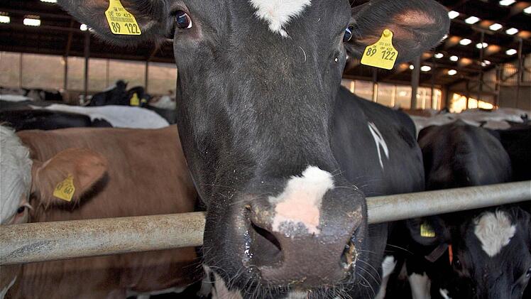 Kräftig Milch gaben die Kühe bei den drei ausgezeichneten Betrieben aus Aschach, Hammelburg und Oberbach. Foto: Gerd Schaar