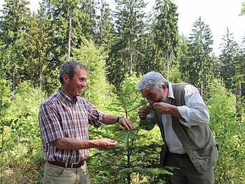 Die Forstbetriebsleiter Fritz Maier (links) und Peter Hagemann (rechts) auf der Radspitze. Dort haben sich auf einer Freifläche viele Mischbaumarten angesiedelt, nur wenige wie die Weißtanne, an der Peter Hagemann riecht, wurden gepflanzt. Im Hintergrund sind Fichtenaltbestände zu sehen. Foto: Friedwald Schedel