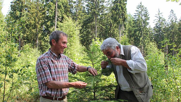 Die Forstbetriebsleiter Fritz Maier (links) und Peter Hagemann (rechts) auf der Radspitze. Dort haben sich auf einer Freifläche viele Mischbaumarten angesiedelt, nur wenige wie die Weißtanne, an der Peter Hagemann riecht, wurden gepflanzt. Im Hintergrund sind Fichtenaltbestände zu sehen. Foto: Friedwald Schedel