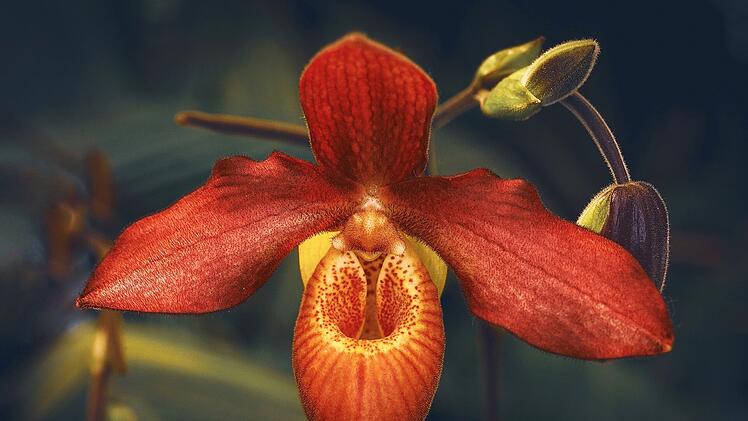 Wer exotische Schönheiten in Form von Orchideen gut findet, kann sie mit etwas Glück sogar bei uns in der Natur finden.
