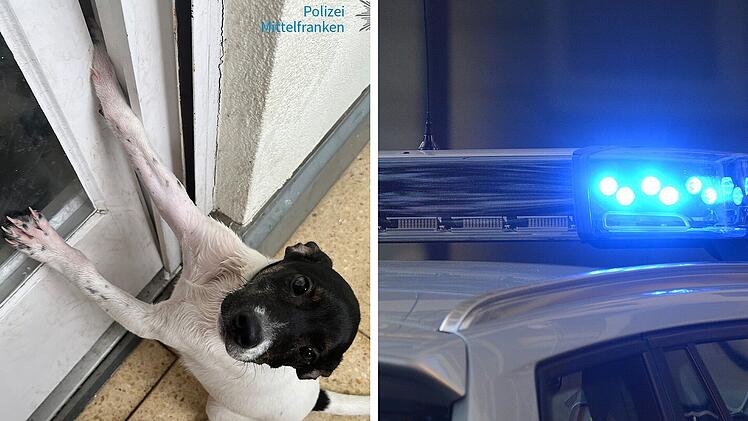 Wohnung in N&uuml;rnberg aufgebrochen: Hund in Terrassent&uuml;r eingeklemmt - wimmerte stundenlang