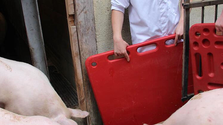 Das Schlachtvieh wird angeliefert. Johannes hilft mit.