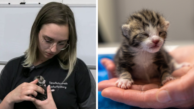 Tierheim Aschaffenburg: Katzenbaby aus M&uuml;llwagen gerettet - kleiner Fridolin braucht Intensivbetreuung