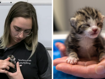Tierheim Aschaffenburg: Katzenbaby aus Müllwagen gerettet - kleiner Fridolin braucht Intensivbetreuung