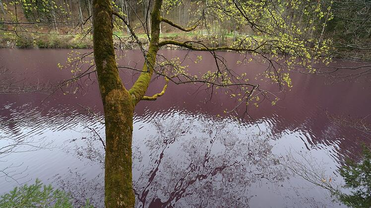 Bakterien f&auml;rben Weiher lila