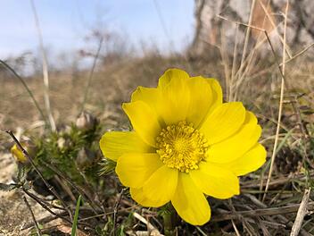 Adonisröschen blühen am Sodenberg bei Hammelburg zuhauf. Der Bund Naturschutz hat dort Wanderwege für Besucher ausgewiesen. Foto: Angelika Silberbach