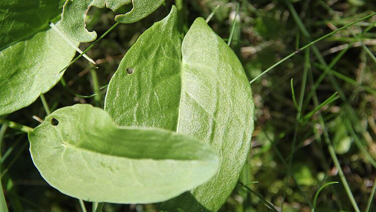 Sauerampfer: heißt so, weil er so sauer schmeckt. Die Pflanze hat viel Vitamin C und passt gut zu Salat. Die ist leicht zu erkennen an den "Pfeilspitzen" am Blattansatz.