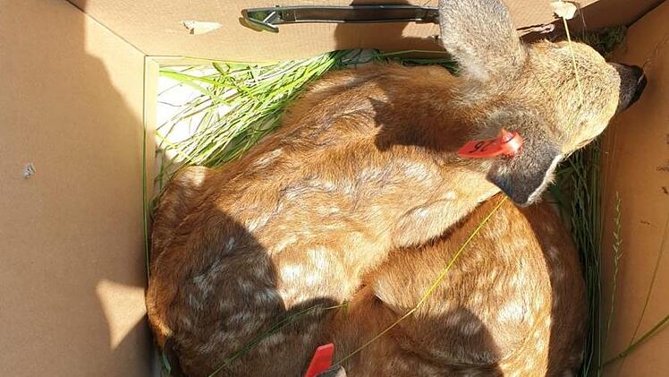 Gerettet - Rehkitze, die Steffi Götz aus einer Wiesen geholt hat.Foto: privat