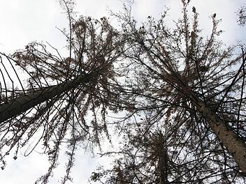 Von Borkenkäfern geschädigte Fichten: Solche Bäume machen auch im Lautertaler Gemeindewald Sorgen.  Foto: Heike Beudert/Archiv