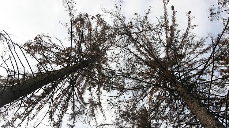 Von Borkenkäfern geschädigte Fichten: Solche Bäume machen auch im Lautertaler Gemeindewald Sorgen.  Foto: Heike Beudert/Archiv