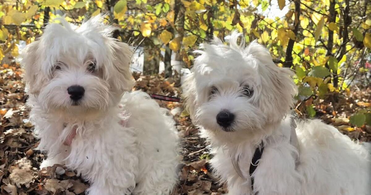 Nuremberg Animal Shelter: Puppy Duo Melts Hearts - | Sad Story