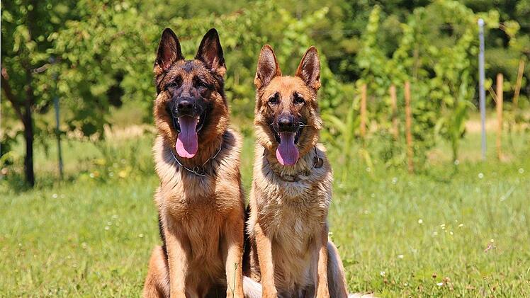 Schäferhunde sind in der Regel schlaue, treue, nervenfeste, ausgeglichene und selbstsichere Hunde.