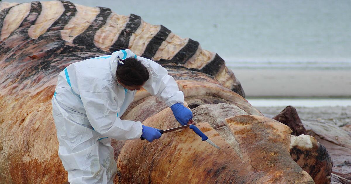 Dead humpback whale: Parts of 'Timmy' will be used to make ...