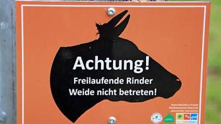 Für den Menschen ist die Maininsel bei Unterbrunn gesperrt - nur Rinder sowie Wildtiere haben hier Zutritt. Fotos: Matthias Einwag