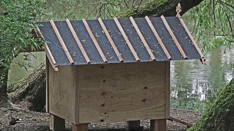 Die schwarzen Schwäne in der Rosenau haben Nachwuchs bekommen. Parallel dazu haben Mitarbeiter der Schloss- und Gartenverwaltung Coburg ein neues Schwanenhäuschen nach historischem Vorbild gebaut. Als Vorlage für den Bau diente ein um 1850 entstandener "Entwurf zu einem Schwanenhäuschen auf die Herzogliche Rosenau".Foto: Jochen Berger
