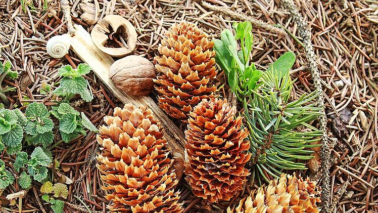 Was darfst du wirklich beim Spaziergang im Wald mitnehmen?