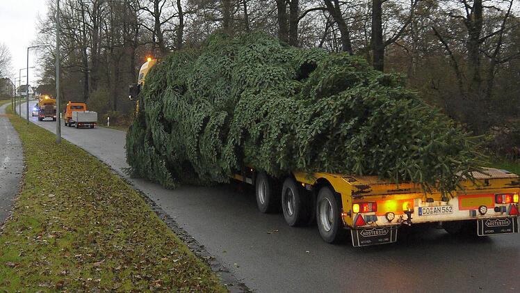 Kommt aus Wildenheid, schmückt den Neustadter Markt: eine 15 Meter hohe Nordmanntanne. Foto: Berthold Köhler
