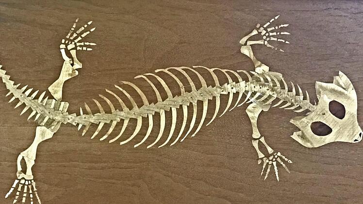 Wie eine Eidechse schaut der Koiloskiosaurus aus. Gefunden wurde das Reptil im Buntsandstein von Coburg. Foto: Wolfgang Schoberth