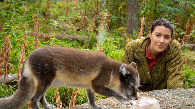 Die Tier&auml;rztin Hannah Emde trifft auf ihrer Reise durch Finnland auf einen Polarfuchs.