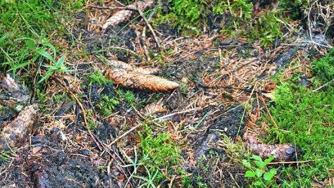 Zurzeit sind am Waldboden unter Alttannen kleine grüne Tannensternchen zu sehen. Die Tannensämlinge sollten geschützt werden, rät Forstdirektor Schneider.   Foto: K.-H. Hofmann