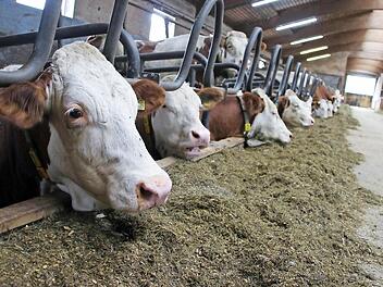Das Futter muss schmecken. Etwa 40 Kilogramm täglich frisst eine Milchkuh. Fotos: Tobias Kindermann