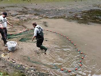 Kirchensittenbach: Kurz vor Karpfen-Saison - Fischz&uuml;chter wegen D&uuml;rre "am Schnaufen"