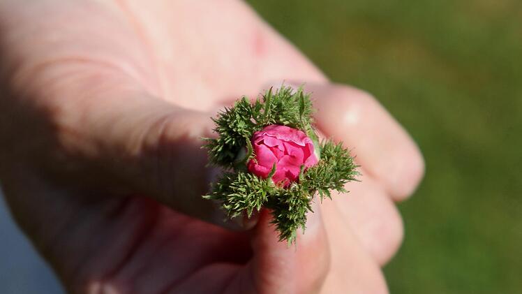 Die Moosrose "Chapeau de Napoleon" hält hier die Rosenliebhaberin in ihrer Hand.Günther Geiling