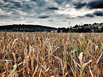 Gelb und von der Sonne verbrannt: Auf diesem Feld bei Unterleiterbach stehen noch Maispflanzen. Der größte Teil der Flächen wurde jedoch schon abgeerntet. Fotos: Tobias Kindermann