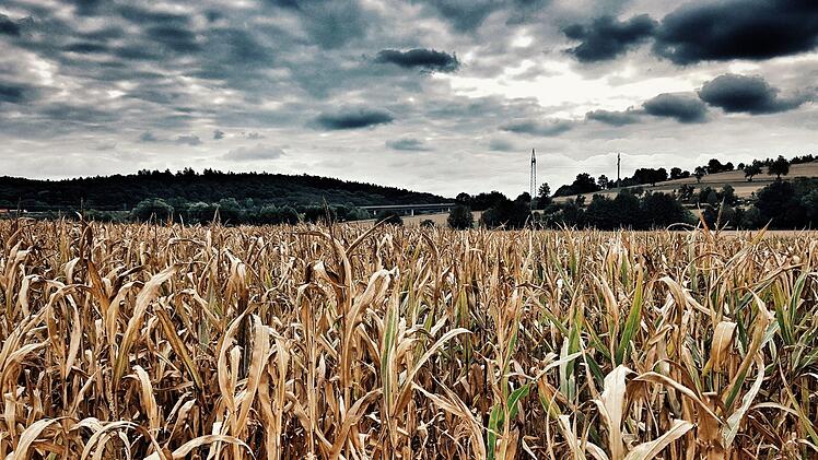 Gelb und von der Sonne verbrannt: Auf diesem Feld bei Unterleiterbach stehen noch Maispflanzen. Der größte Teil der Flächen wurde jedoch schon abgeerntet. Fotos: Tobias Kindermann