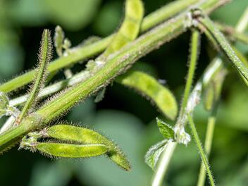 Sojabohnen wachsen in solchen Schoten. An den Tag der H&uuml;lsenfr&uuml;chte, der am 10, Februar begangen wird, erinnert die BN-Kreisgruppe Bad Kissingen. Foto: Jens B&uuml;ttner/dpa