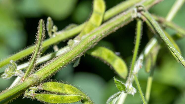 Sojabohnen wachsen in solchen Schoten. An den Tag der Hülsenfrüchte, der am 10, Februar begangen wird, erinnert die BN-Kreisgruppe Bad Kissingen. Foto: Jens Büttner/dpa