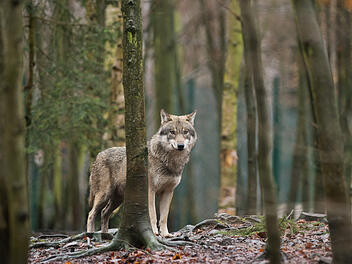 Mann befreit Wölfin in Alaska - Wölfin rettet ihn Jahre später Mann befreit Wölfin in Alaska - Wölfin rettet ihn Jahre später