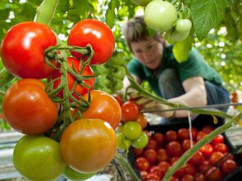 Tomaten der Sorte Pannovy werden geerntet. Foto: Patrick Pleul/dpa