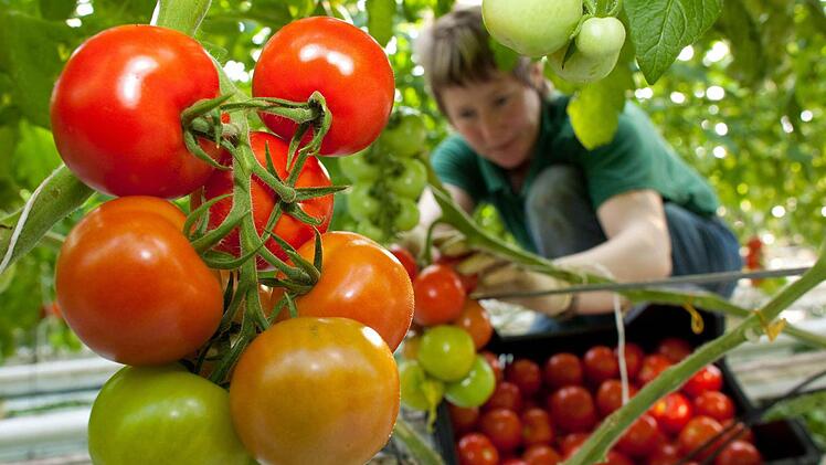 Tomaten der Sorte Pannovy werden geerntet. Foto: Patrick Pleul/dpa