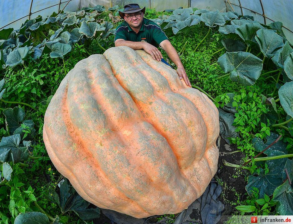 Riesenkürbis