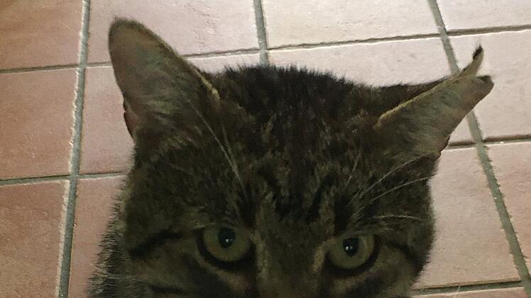 Tierheim Bamberg: Kater Kairos sucht neues Zuhause